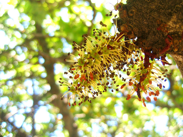  Charoupodasos – Tris Ekklissies, Forests, wondergreece.gr