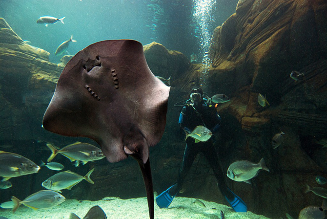  Aquarium of Crete (Cretaquarium), Monuments & sights, wondergreece.gr