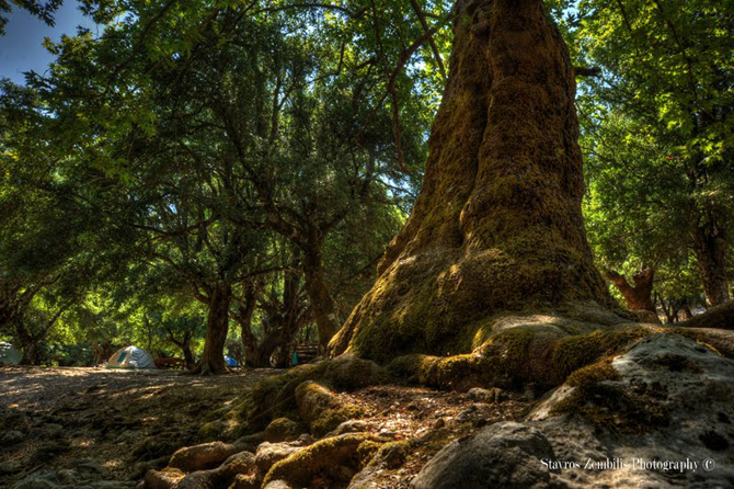  Rouvas Forest, Forests, wondergreece.gr