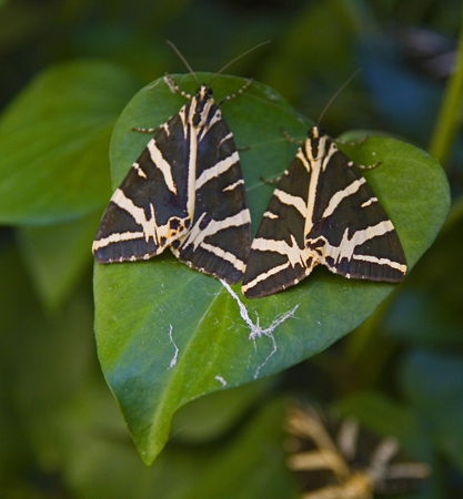  The Valley of the Butterflies , Monuments & sights, wondergreece.gr