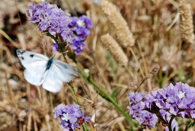  The Valley of the Butterflies , Monuments & sights, wondergreece.gr