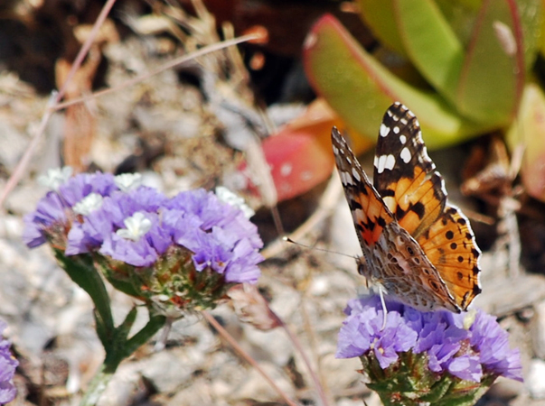  The Valley of the Butterflies , Monuments & sights, wondergreece.gr