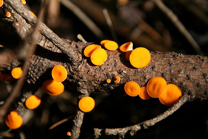  Mainalo Forest, Forests, wondergreece.gr