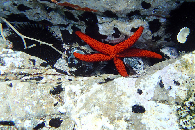  Scuba Diving , Scuba Diving, wondergreece.gr