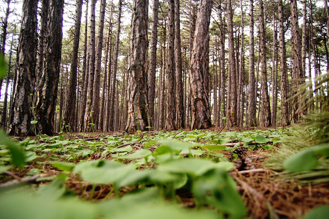  The Picturesque Pine Forest of Pefkias, Forests, wondergreece.gr