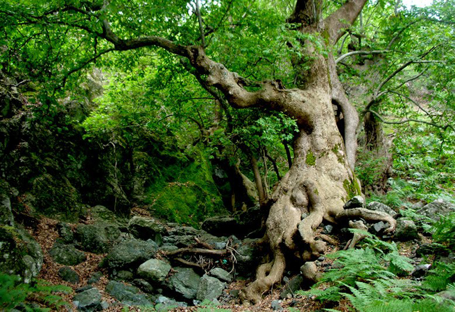  Gorge Fonias , Gorges, wondergreece.gr