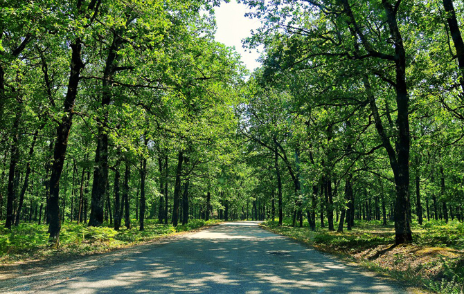  Foloi, Forests, wondergreece.gr