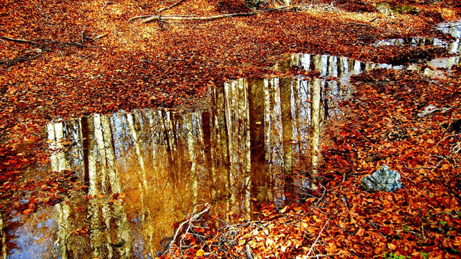  Driodasos Kouri , Forests, wondergreece.gr