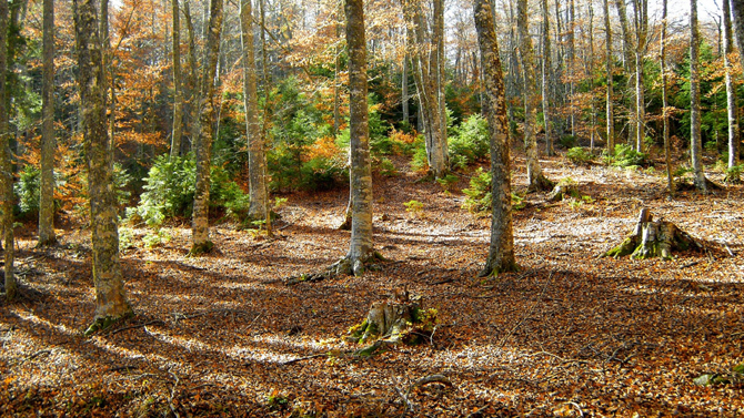  Driodasos Kouri , Forests, wondergreece.gr