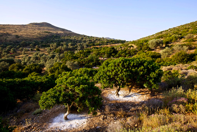  Τοπικά προϊόντα, Τοπικά Προϊόντα, wondergreece.gr