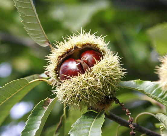  Chestnut Festival, Traditional events & Festivals , wondergreece.gr