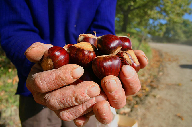  Chestnut Festival, Traditional events & Festivals , wondergreece.gr