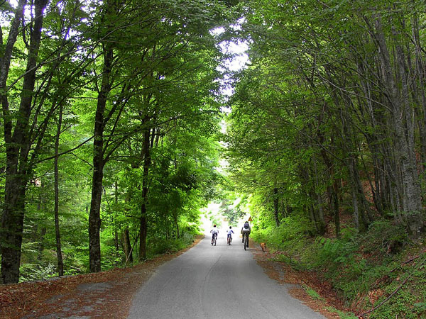  Forest of Polydendri, Forests, wondergreece.gr