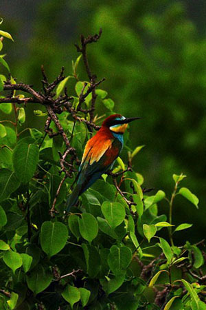  National Park of Dadia Forest, Forests, wondergreece.gr