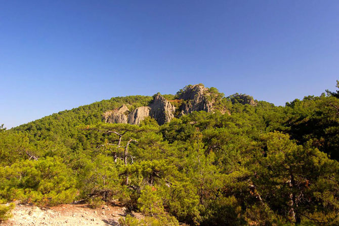  National Park of Dadia Forest, Forests, wondergreece.gr