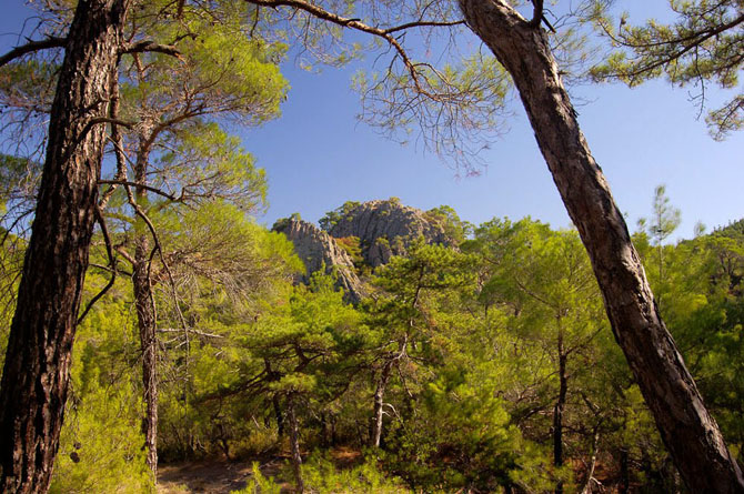  Εθνικό Πάρκο Δάσους Δαδιάς, Δάση, wondergreece.gr