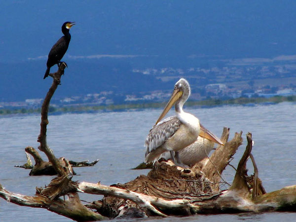  River Evros – Evros Delta, Rivers, wondergreece.gr