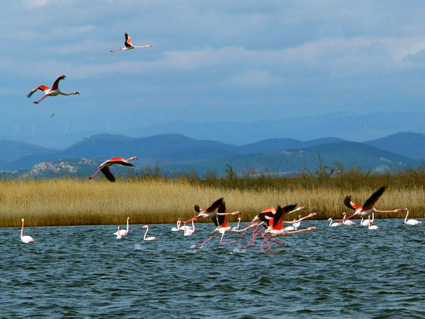  River Evros – Evros Delta, Rivers, wondergreece.gr