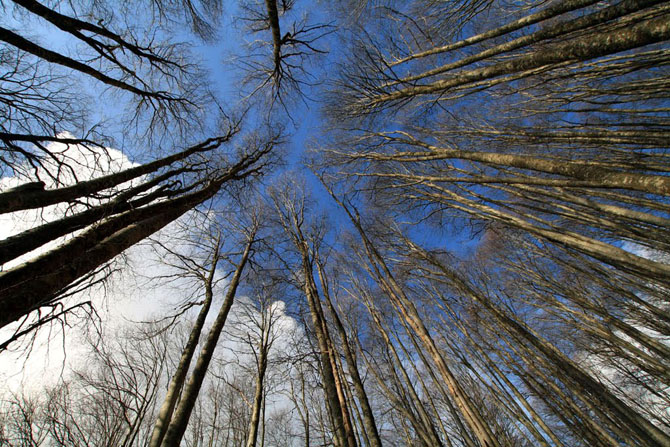  Haintou forest, Forests, wondergreece.gr