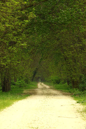  Koja-Orman Forest, Forests, wondergreece.gr