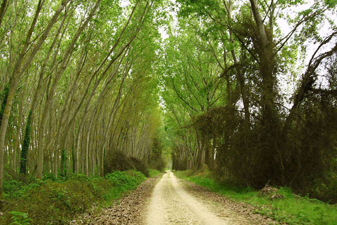  Koja-Orman Forest, Forests, wondergreece.gr