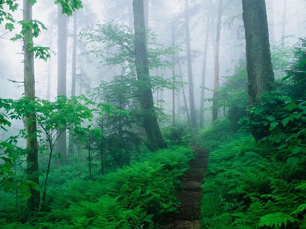  Pindos National Park (Valia Calda), Forests, wondergreece.gr