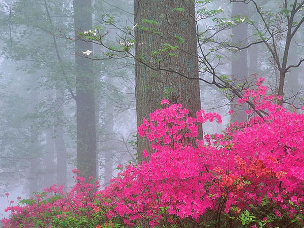  Pindos National Park (Valia Calda), Forests, wondergreece.gr