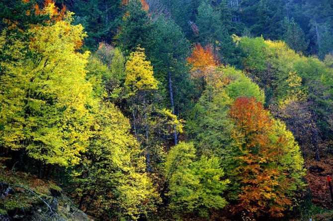  Εθνικός Δρυμός Πίνδου (Βάλια Κάλντα), Δάση, wondergreece.gr