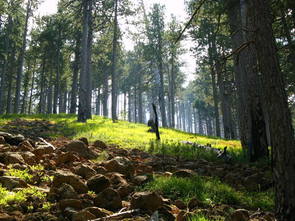  Pindos National Park (Valia Calda), Forests, wondergreece.gr