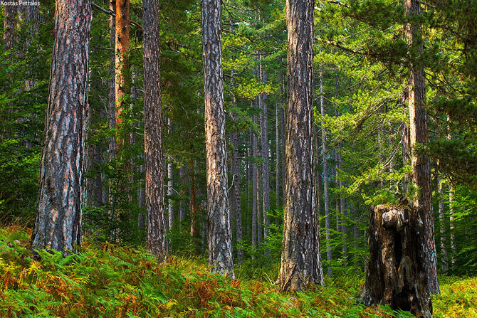  Pindos National Park (Valia Calda), Forests, wondergreece.gr