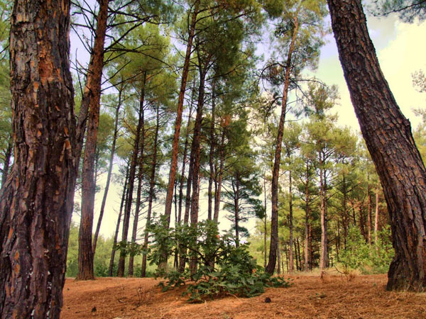  Forest of Nymfea, Forests, wondergreece.gr