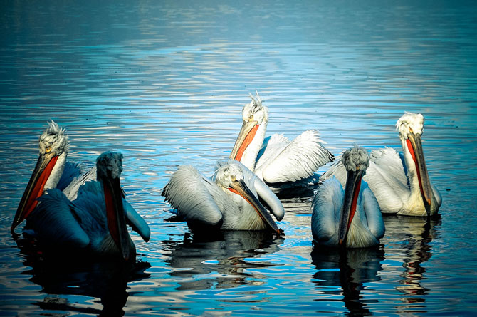  Lake Kastoria (Lake Orestiada), Lakes, wondergreece.gr