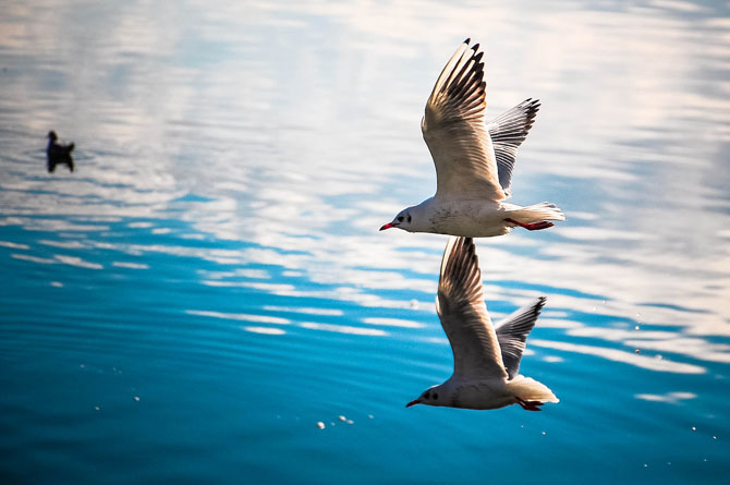  Lake Kastoria (Lake Orestiada), Lakes, wondergreece.gr