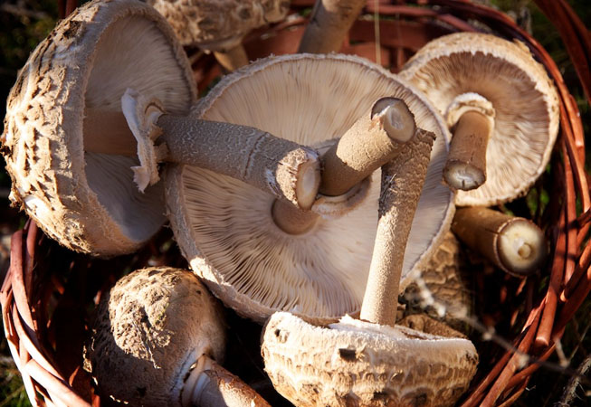  Μushrooms, Local products, wondergreece.gr