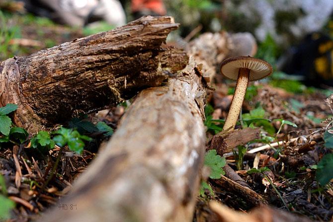  Μushrooms, Local products, wondergreece.gr