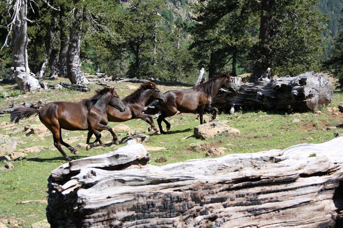  Pindos National Park (Valia Calda), Forests, wondergreece.gr