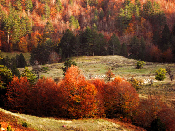  Pindos National Park (Valia Calda), Forests, wondergreece.gr