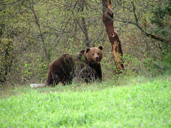  Pindos National Park (Valia Calda), Forests, wondergreece.gr