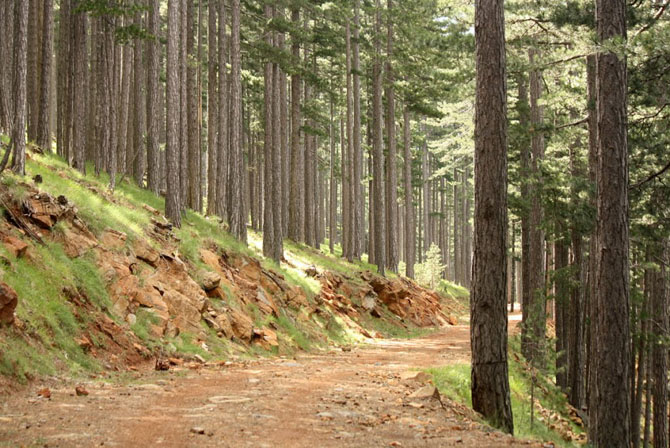  Pindos National Park (Valia Calda), Forests, wondergreece.gr