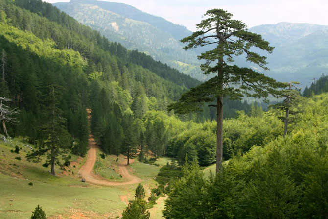  Pindos National Park (Valia Calda), Forests, wondergreece.gr