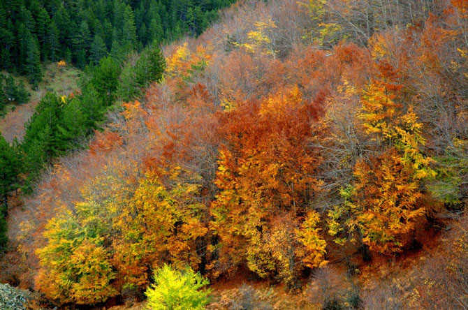  Εθνικός Δρυμός Πίνδου (Βάλια Κάλντα), Δάση, wondergreece.gr
