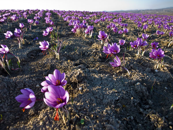  Safran of Kozani, Local products, wondergreece.gr