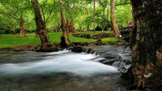  Agios Nikolaos grove, Forests, wondergreece.gr