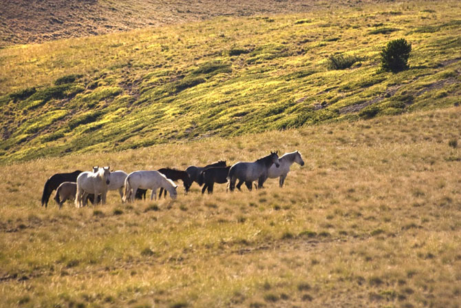  Horseback riding, Horseback riding, wondergreece.gr