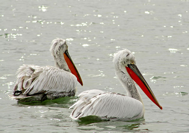  Mikri & Megali Prespa, Lakes, wondergreece.gr