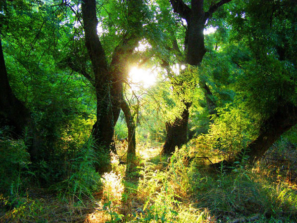  Fraxos, Forests, wondergreece.gr