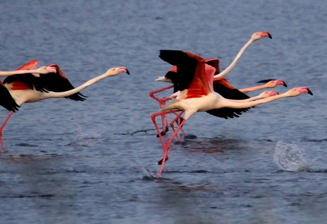  Lagoon of Mesolongi, Lakes, wondergreece.gr