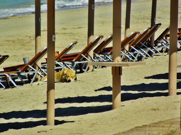  Alykes Drosias, Beaches, wondergreece.gr