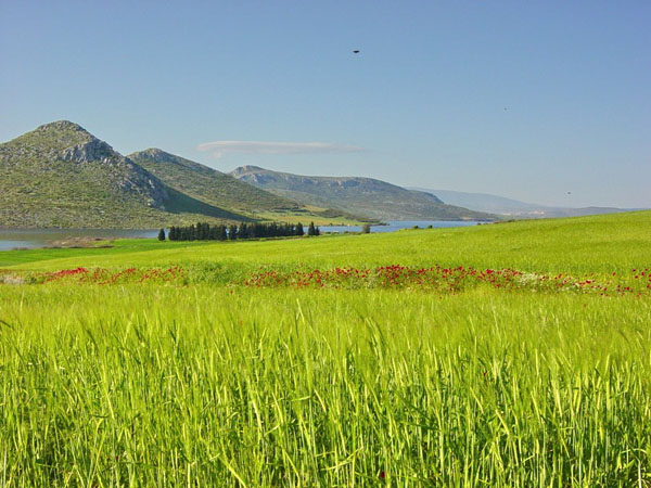  Yliki, Lakes, wondergreece.gr