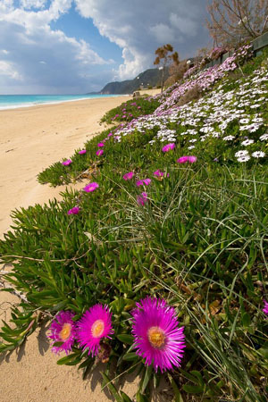  Loutsa - Vrachos, Beaches, wondergreece.gr